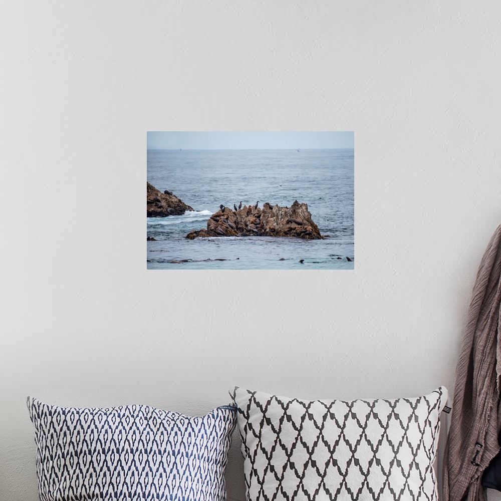 A bohemian room featuring View of seals and birds congregating on a sea stack on Seal Rock Beach, California.