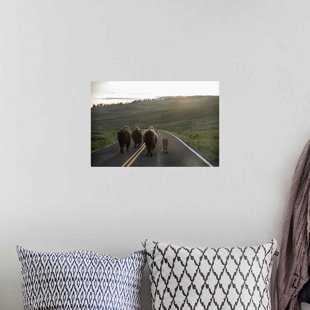 A bohemian room featuring Bison walking on a road at Yellowstone National Park.