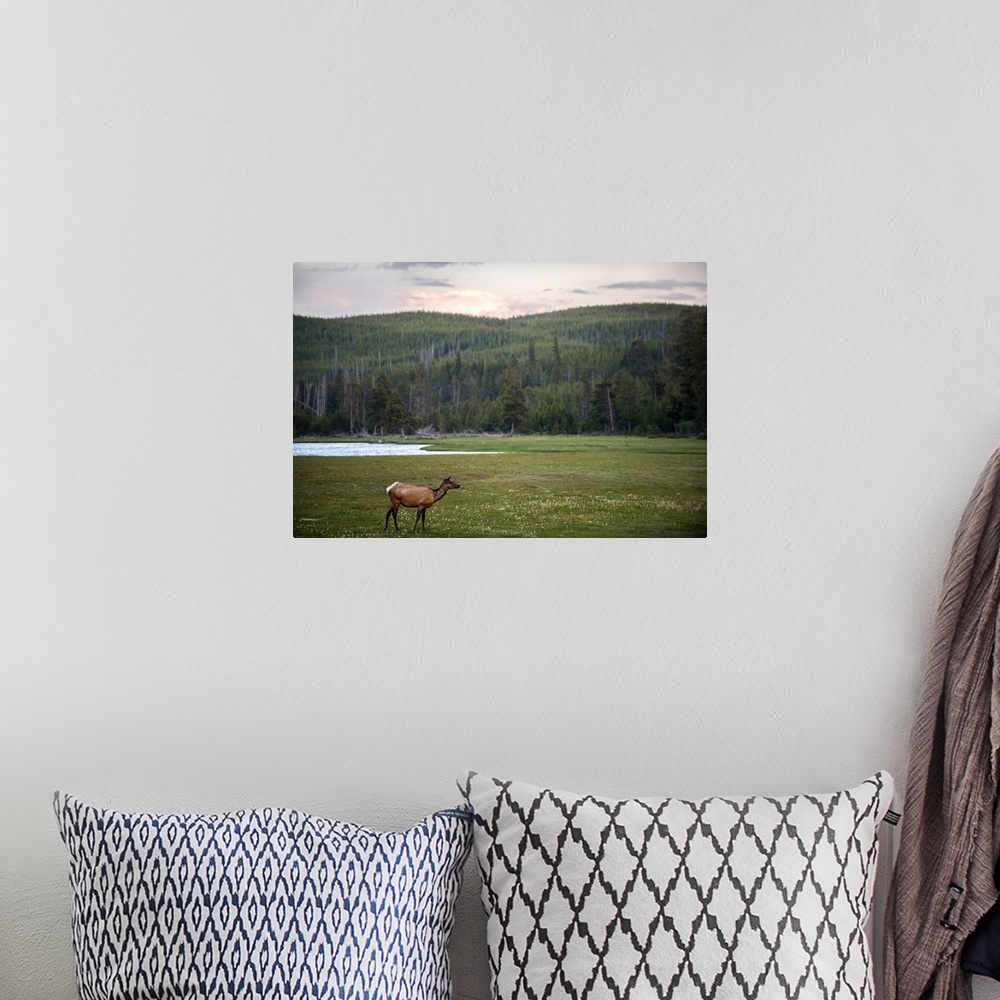 A bohemian room featuring A deer in a meadow at Yellowstone National Park.