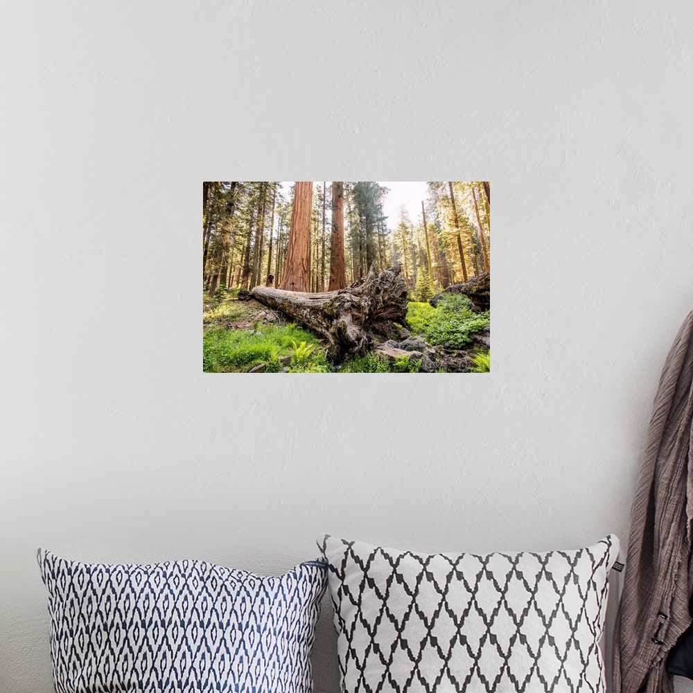 A bohemian room featuring View of a fallen Sequoia tree in Sequoia National Park, California.