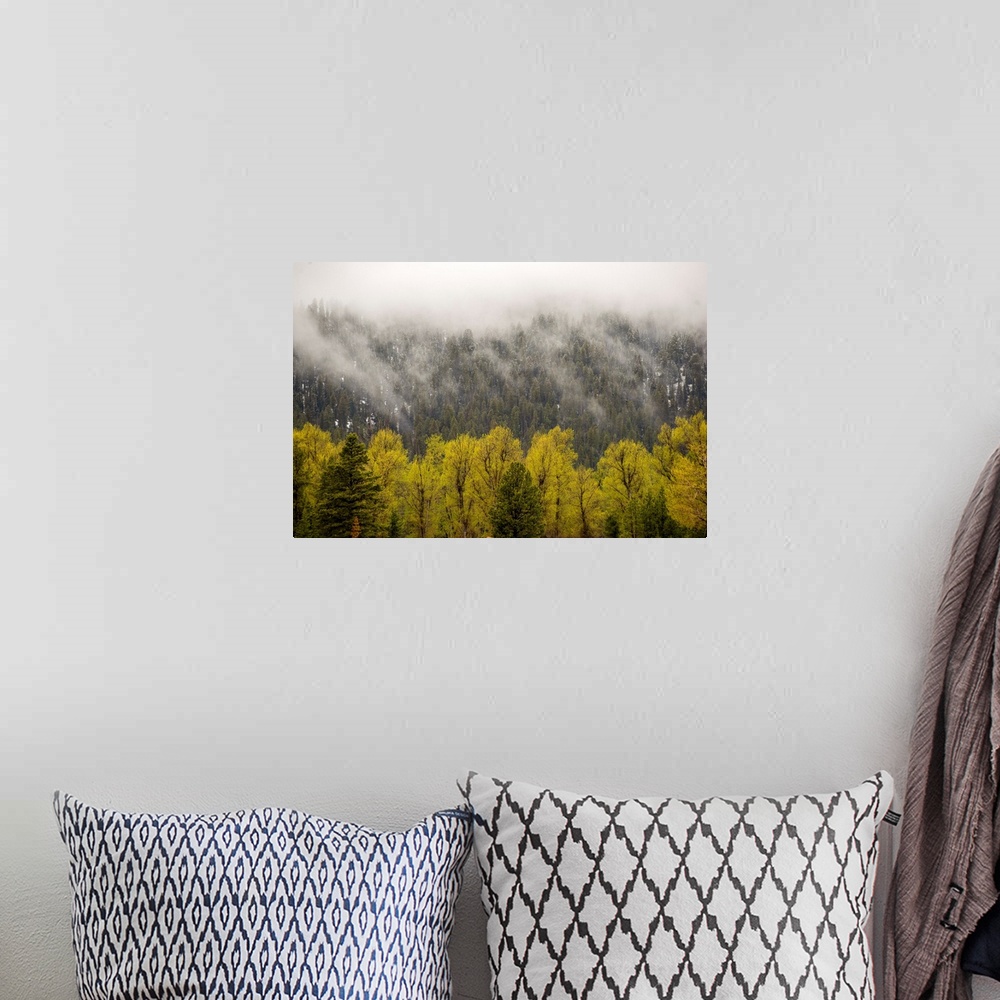 A bohemian room featuring View of fog cascading over trees in Grand Teton National Park, Wyoming.