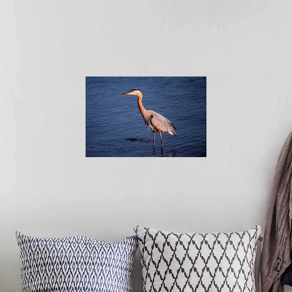 A bohemian room featuring View of a Great Blue Heron in Vancouver, British Columbia, Canada.