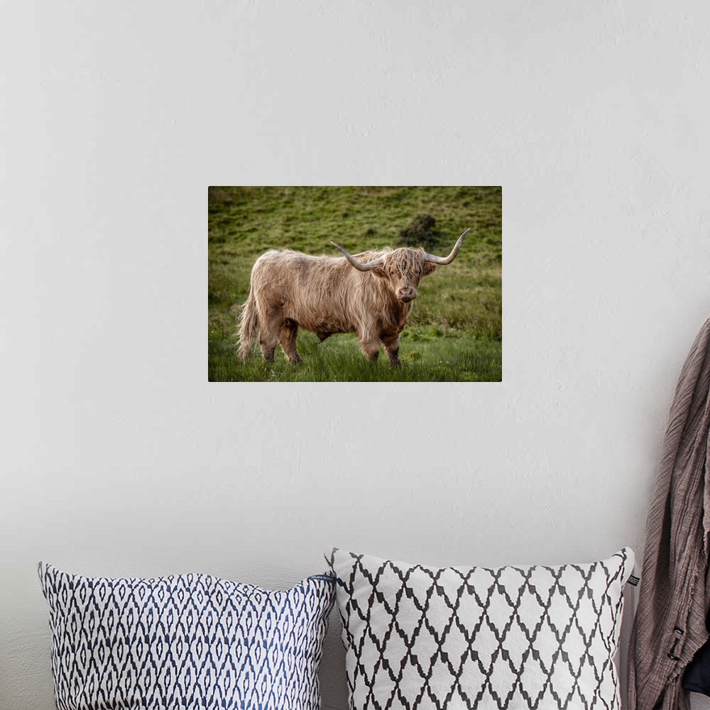 A bohemian room featuring Photograph of a highland cow in the lush green grass of Scotland, UK.