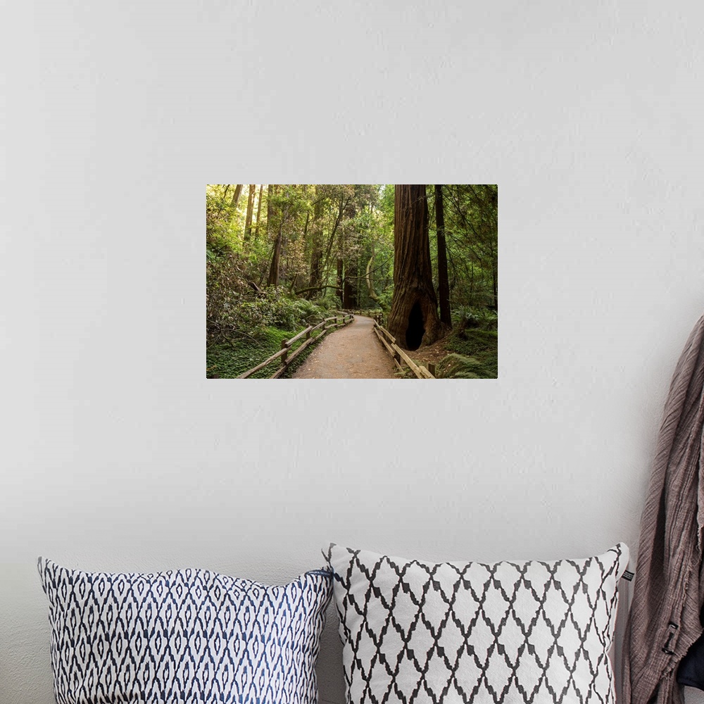 A bohemian room featuring Landscape photograph inside Muir Woods in California's Golden Gate National Recreation Area.