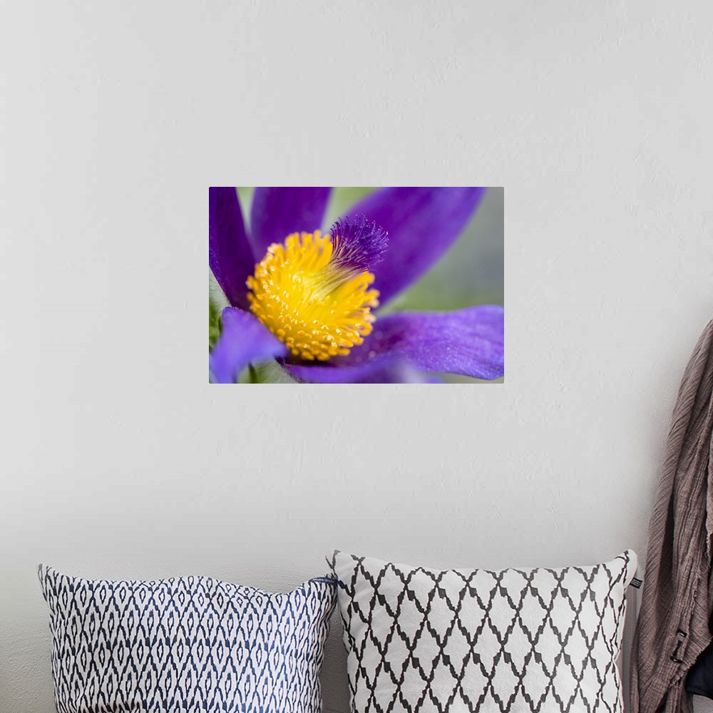 A bohemian room featuring Close up photograph of a brilliant purple flower with a yellow center.