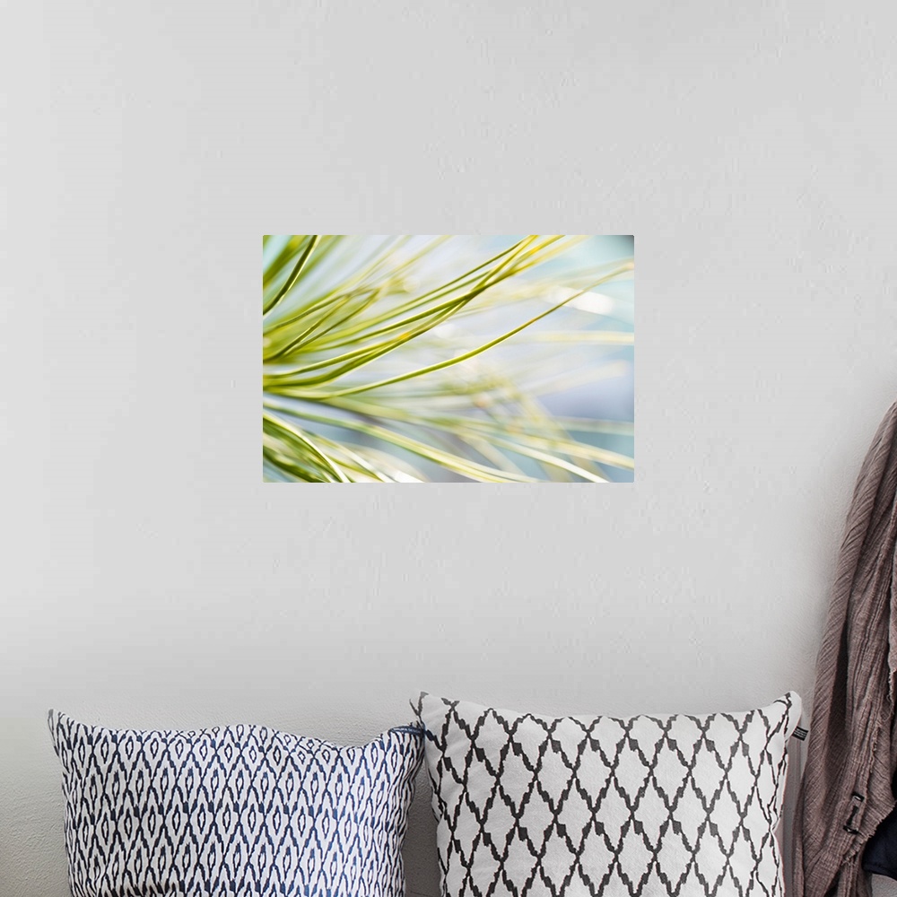 A bohemian room featuring Close up photograph of pine leaves.