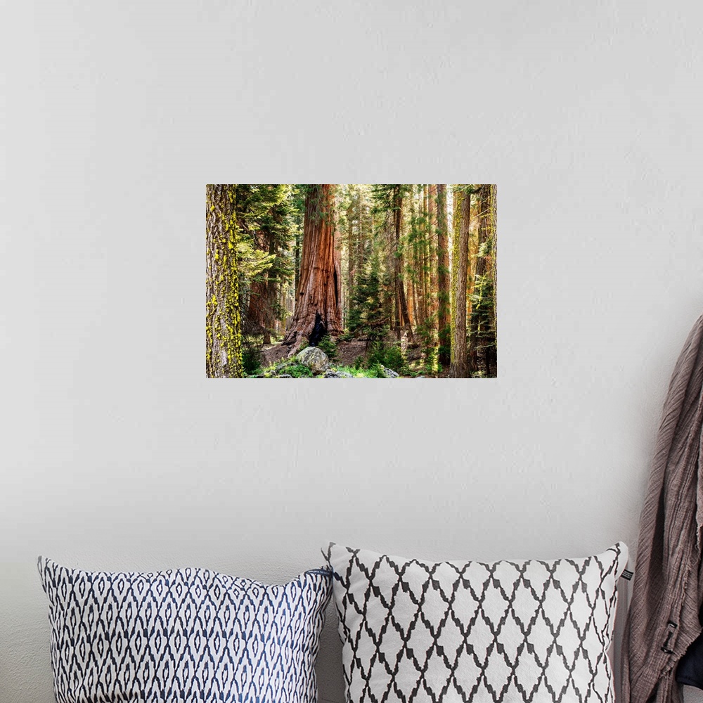 A bohemian room featuring View of Sequoia trees in Sequoia National Park, California.