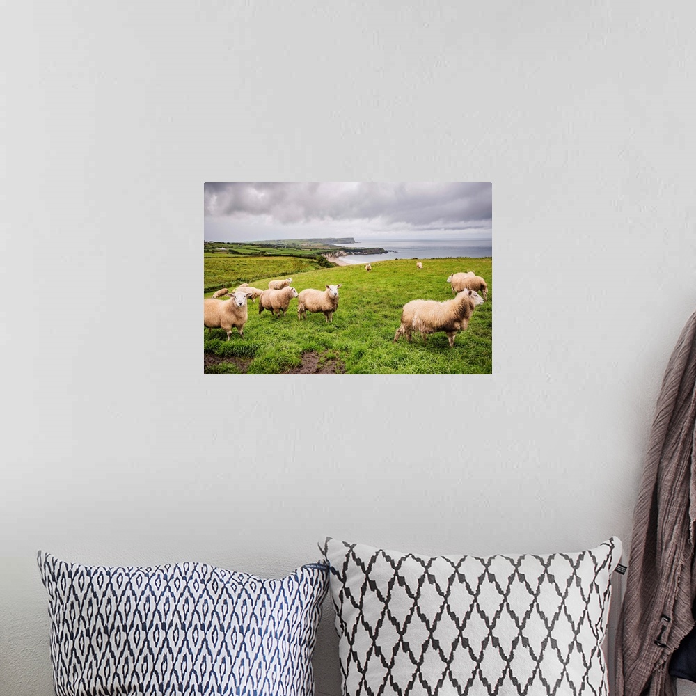 A bohemian room featuring Photograph of sheep in a field on the coast in County Antrim, Northern Ireland.