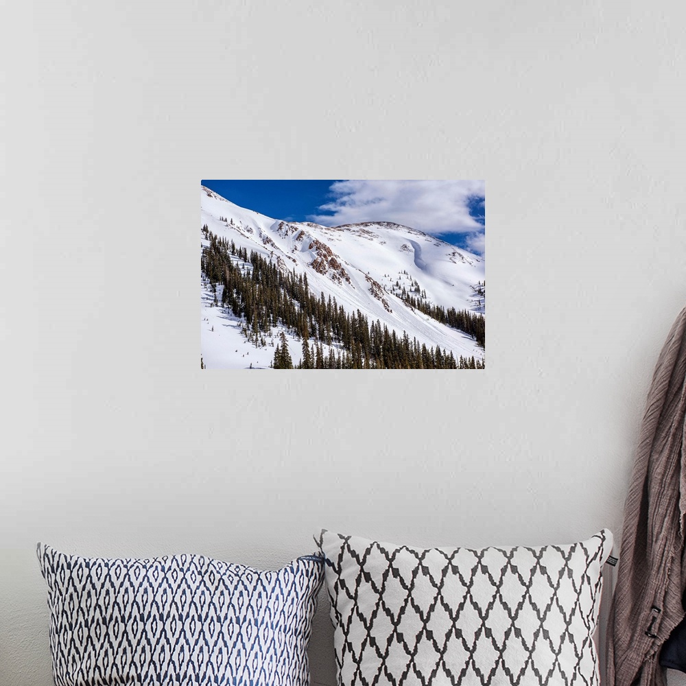 A bohemian room featuring Snow and pine trees on the mountainside under a blue sky, Colorado.