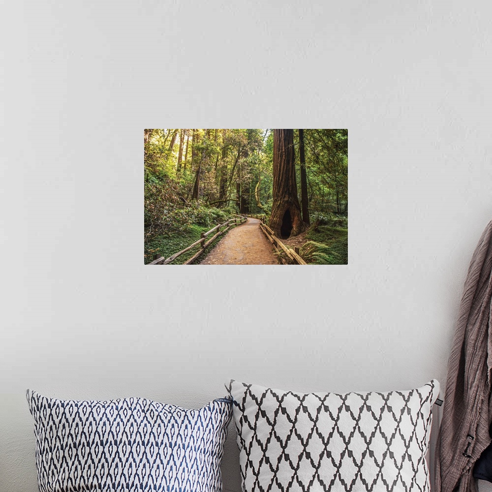 A bohemian room featuring Photograph of a tree lined path in Napa Valley, California.