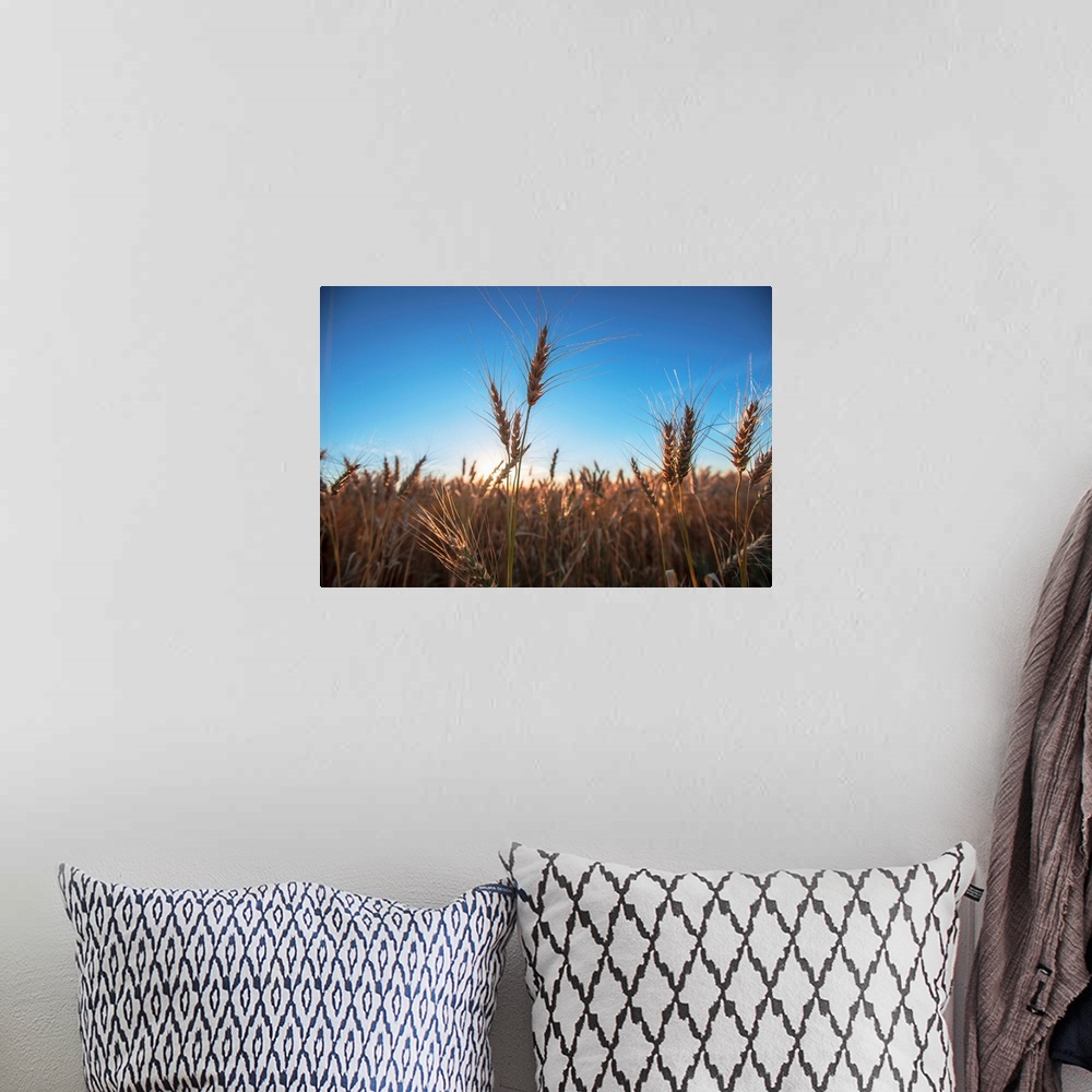 A bohemian room featuring Wheat fields and blue skies in Banff, Alberta, Canada.