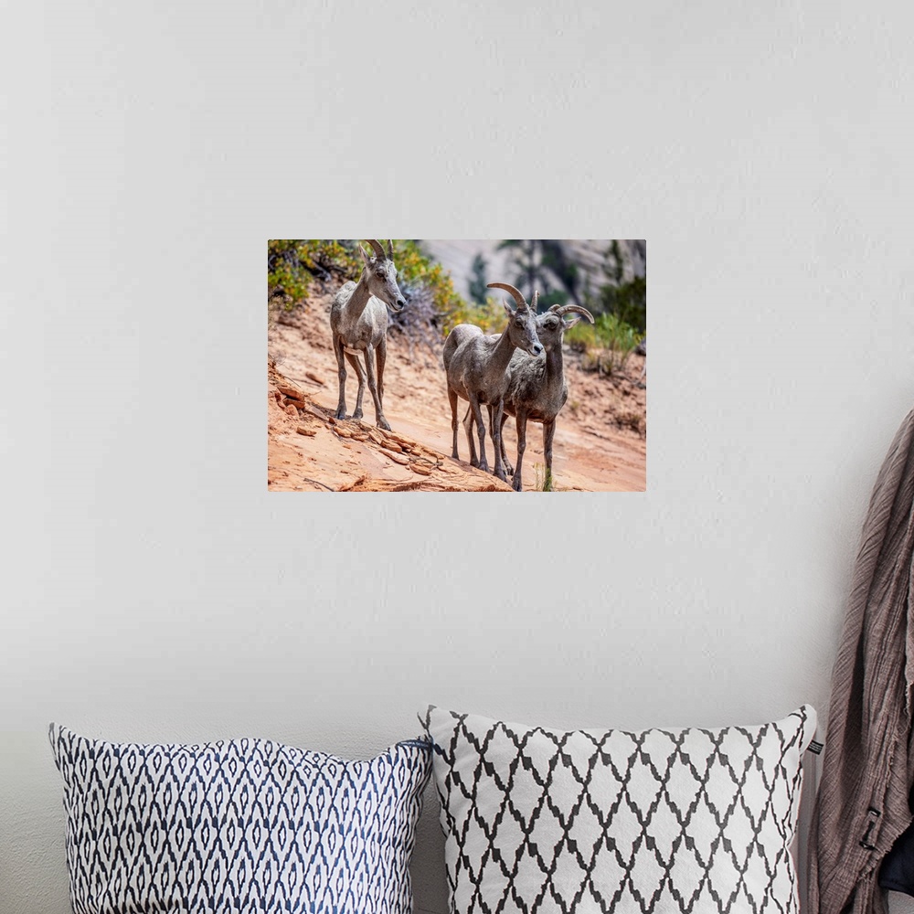 A bohemian room featuring Wild Mountain Goats at Zion National Park in Utah.