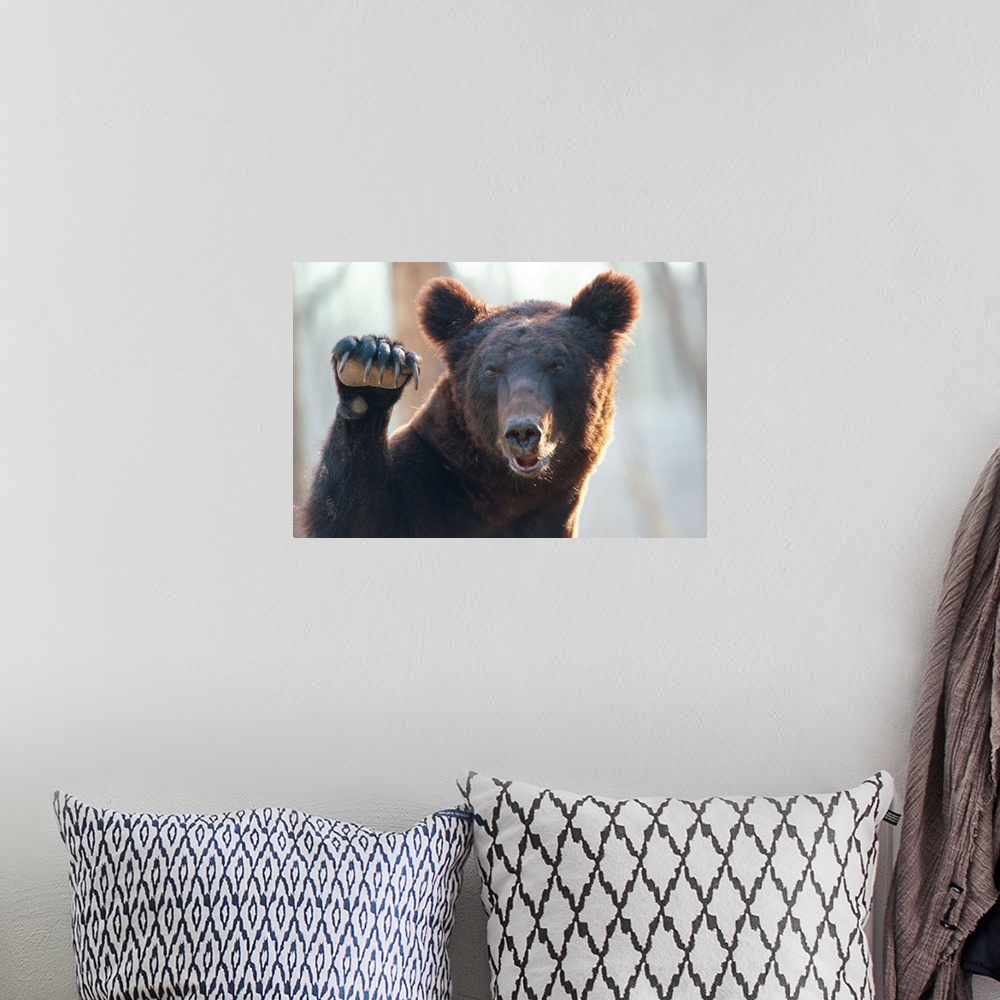 A bohemian room featuring A close up of a bear with paw raised and claws exposed.
