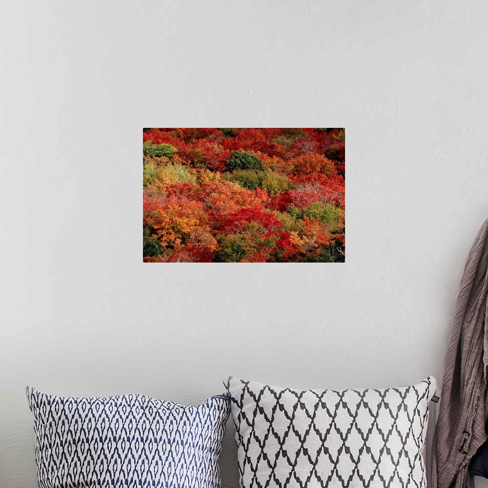 A bohemian room featuring An aerial view of an autumnal forest.