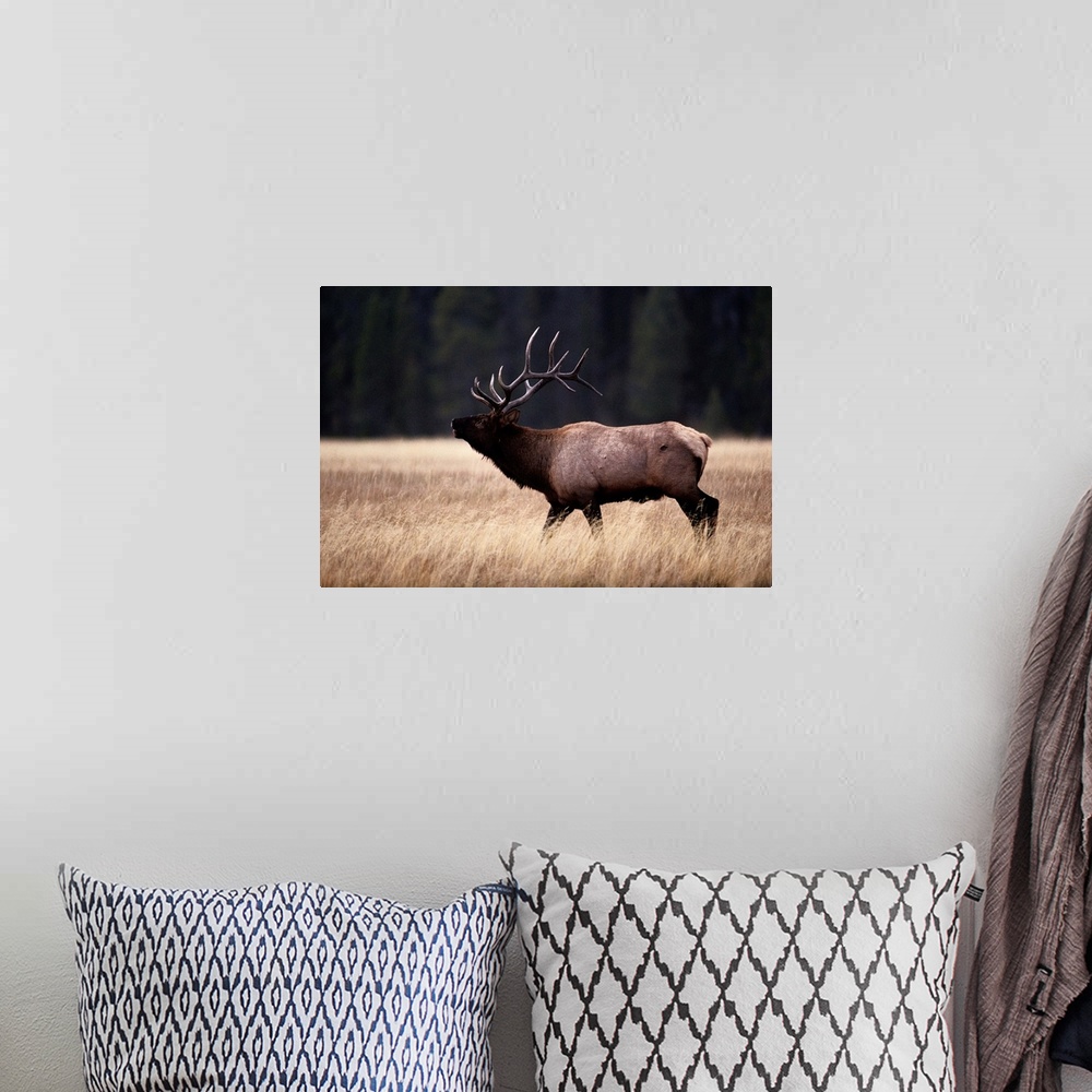 A bohemian room featuring Bull elk (Cervus elaphus).