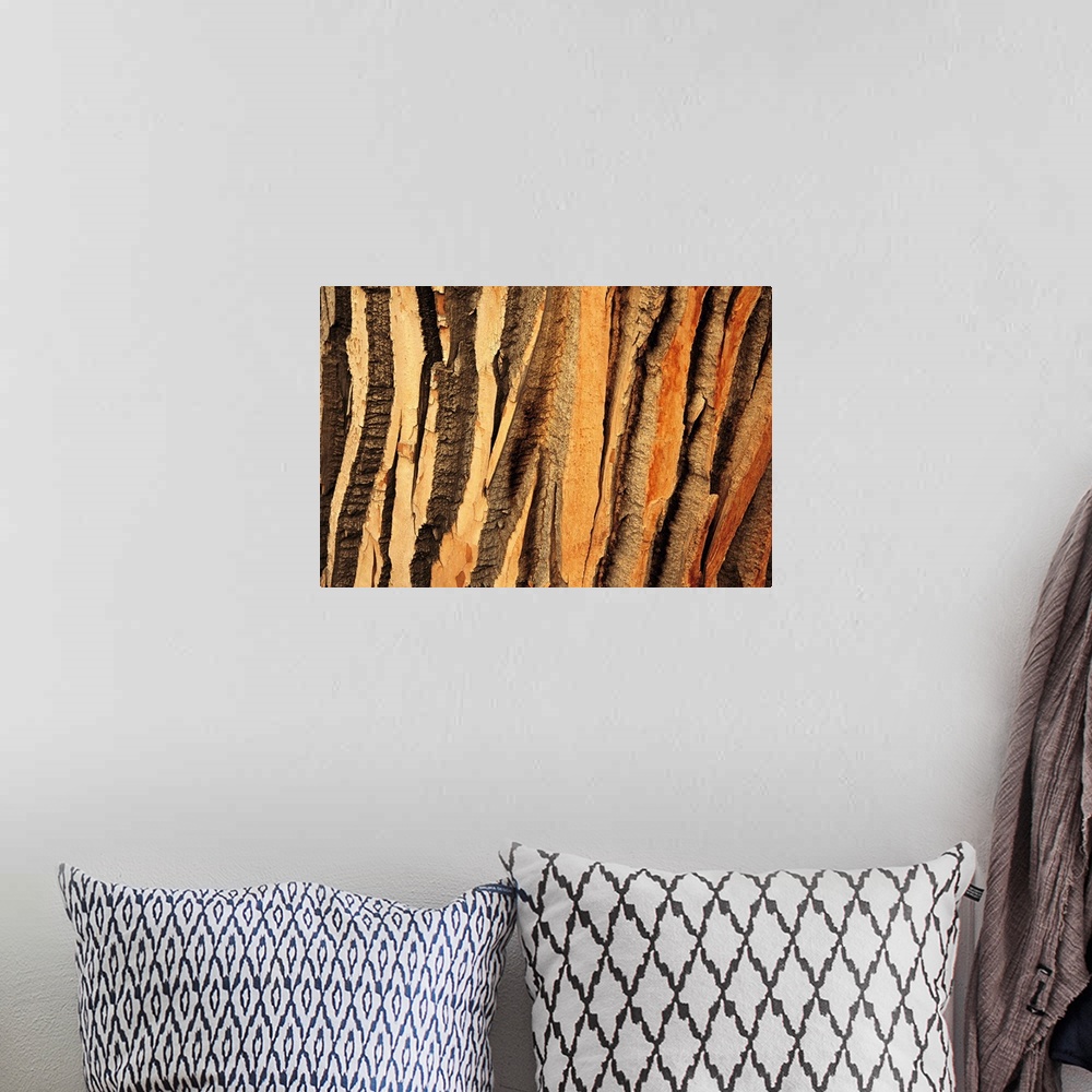 A bohemian room featuring Close view of bark on an old growth cottonwood tree.