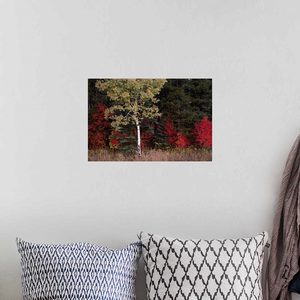 A bohemian room featuring Flaming shrubs and a slender quaking aspen, Populus tremuloides, glow against a canvas of lodgepo...