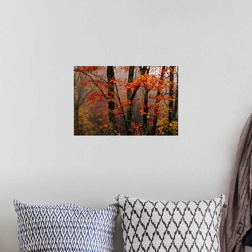 A bohemian room featuring Fog and colorful maple leaves in Appalachian forest on Paint Mt. Road.