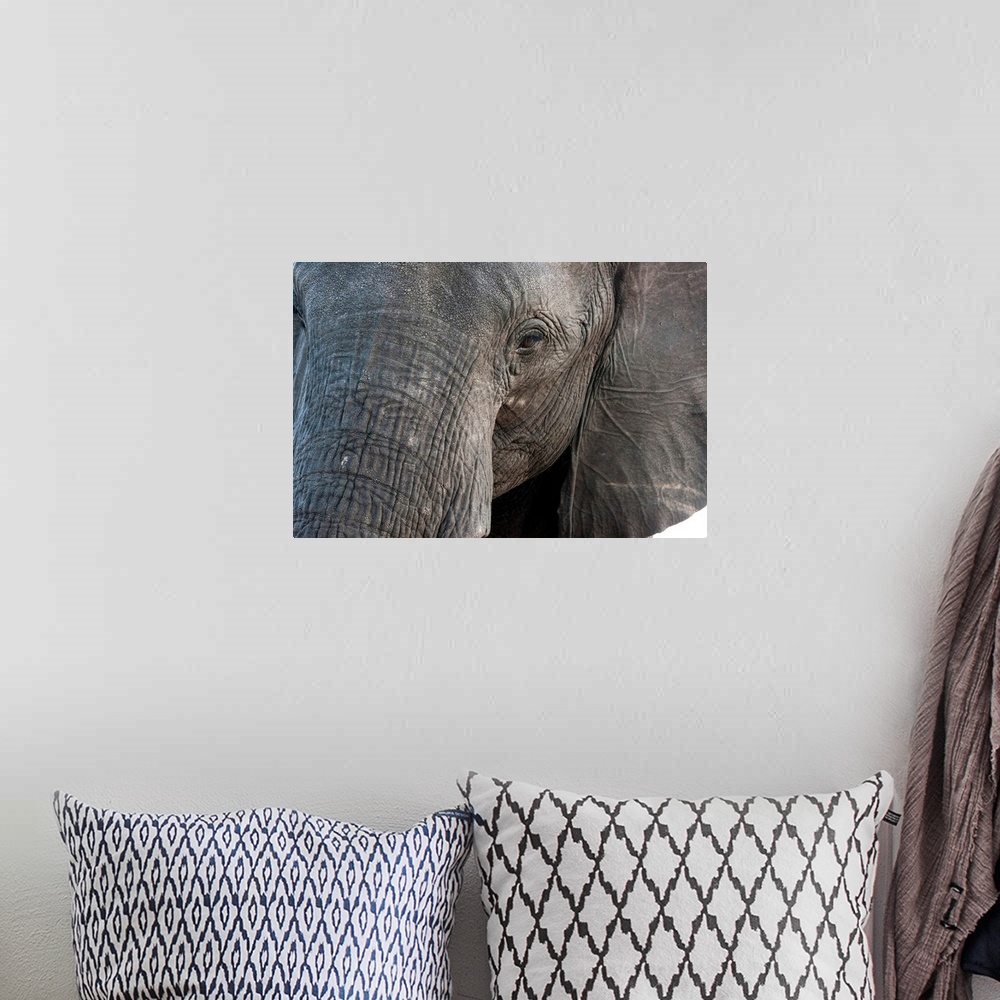 A bohemian room featuring A close-up portrait on an African elephant (Loxodonta africana), Chobe National Park, Botswana, A...