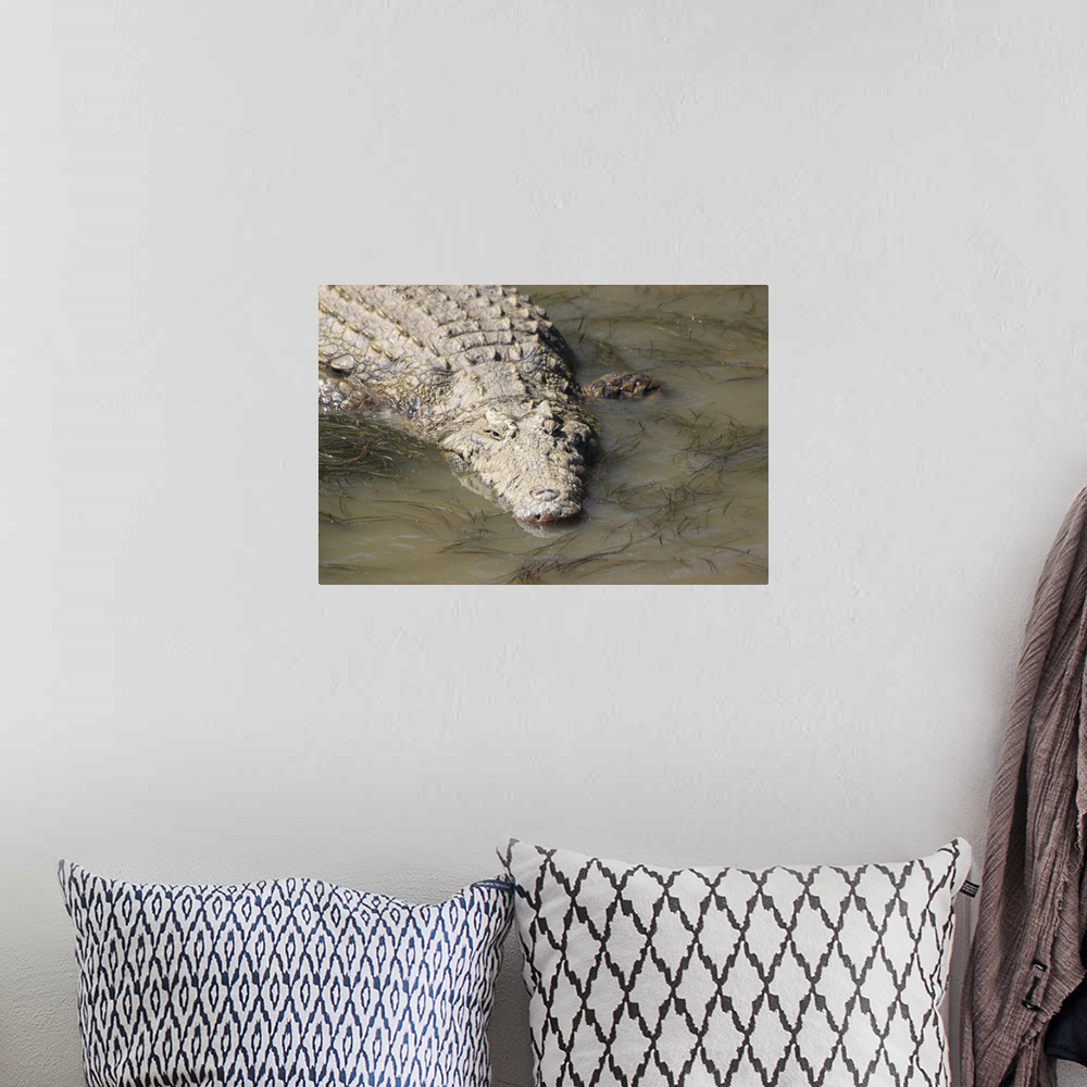 A bohemian room featuring A crocodile, St. Lucia Wetlands, Kwa-Zulu Natal, South Africa, Africa