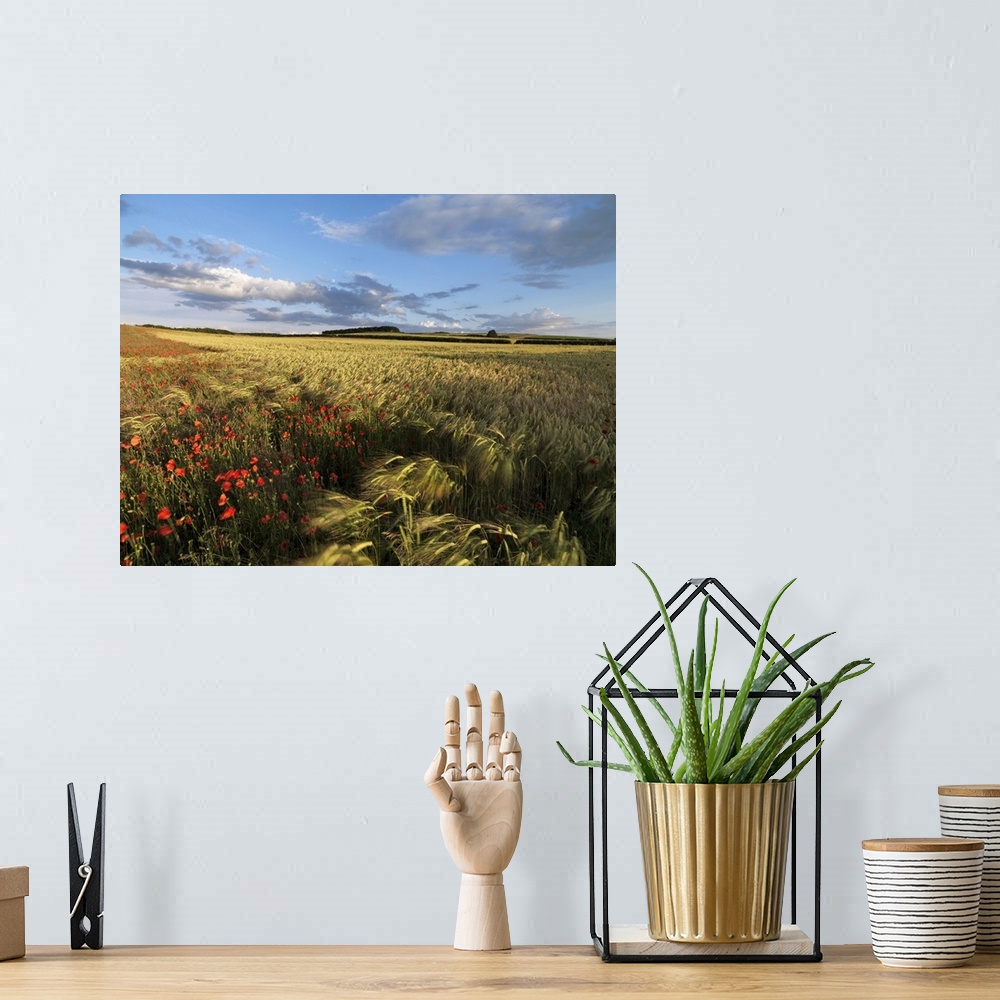 A bohemian room featuring A summer view of the countryside near Burnham Market, Norfolk, England, United Kingdom, Europe
