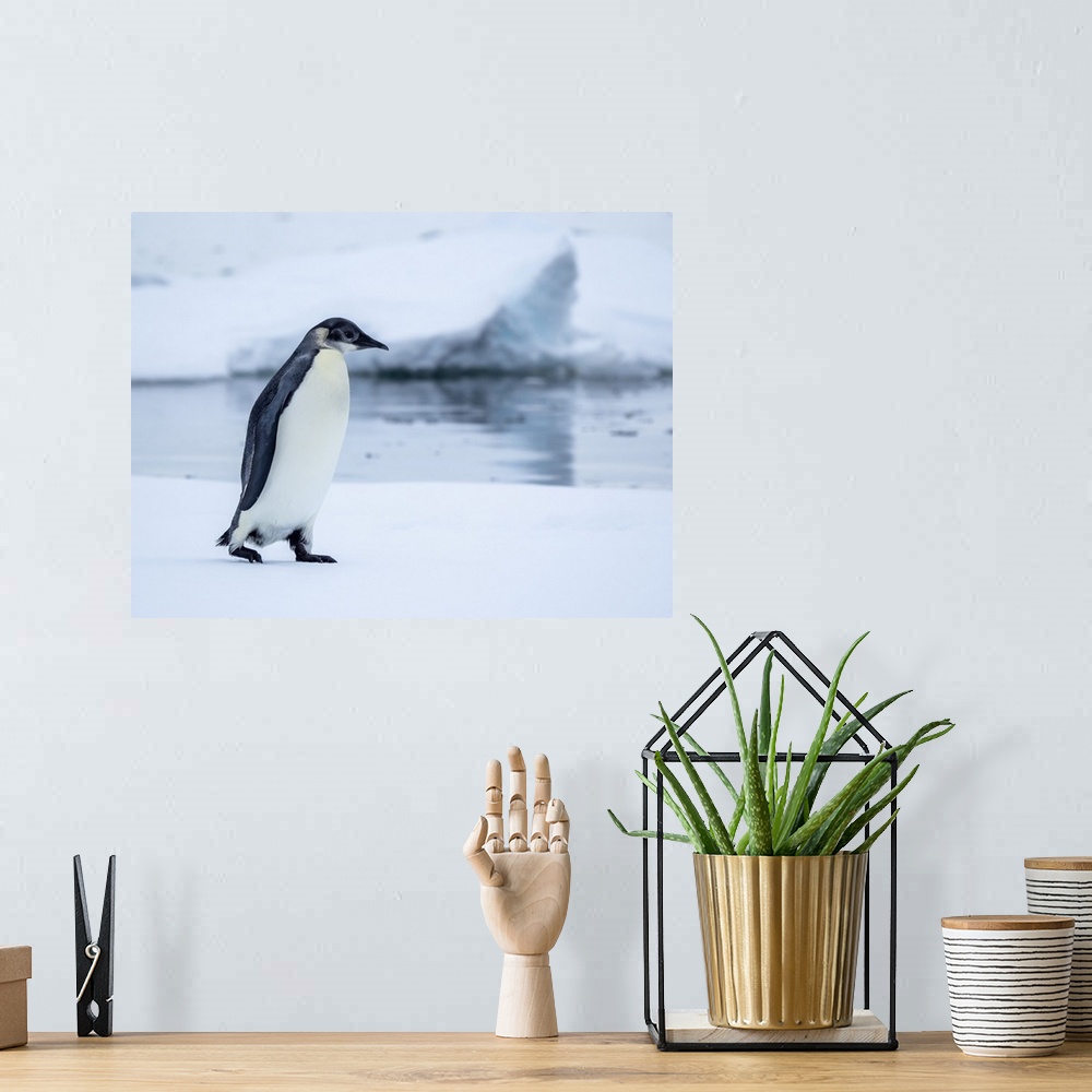 A bohemian room featuring A young emperor penguin (Aptenodytes forsteri) hauled out on the ice near Snow Hill Island, Wedde...