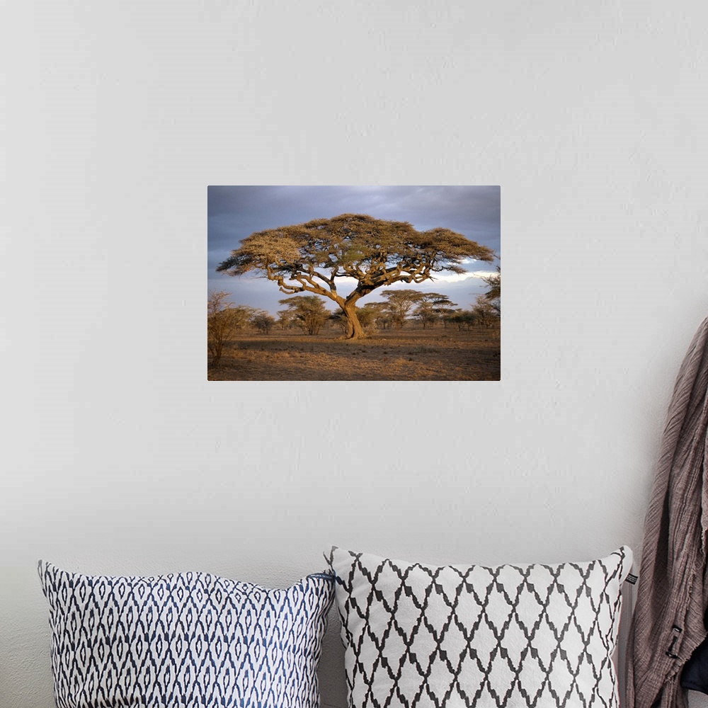 A bohemian room featuring Acacia tree (Acacia Tortilis), Serengeti, Tanzania, East Africa, Africa