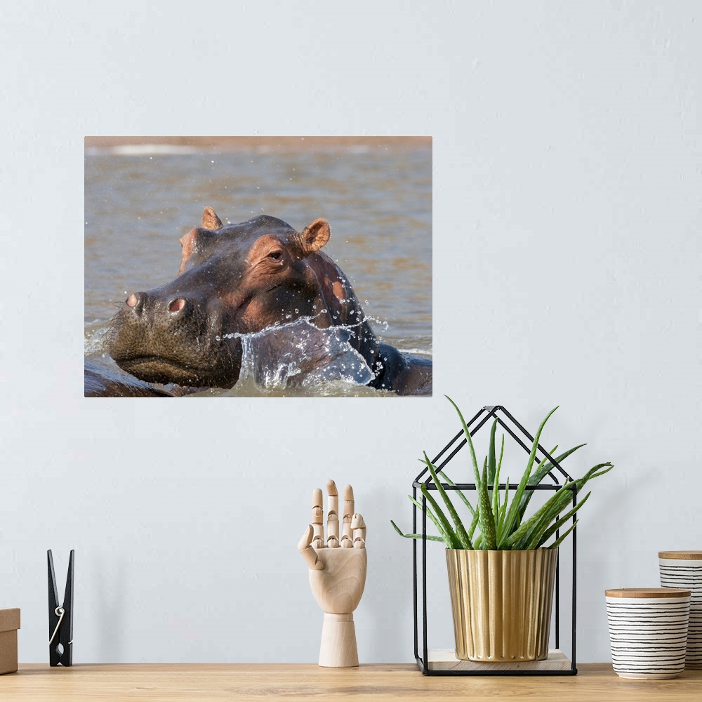 A bohemian room featuring Adult hippopotamus (Hippopotamus amphibius), bathing in Lake Kariba, Zimbabwe, Africa