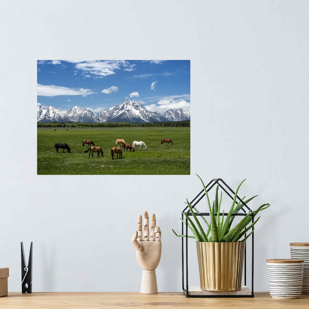 A bohemian room featuring Adult horses (Equus ferus caballus), grazing at the foot of the Grand Teton Mountains, Wyoming, U...