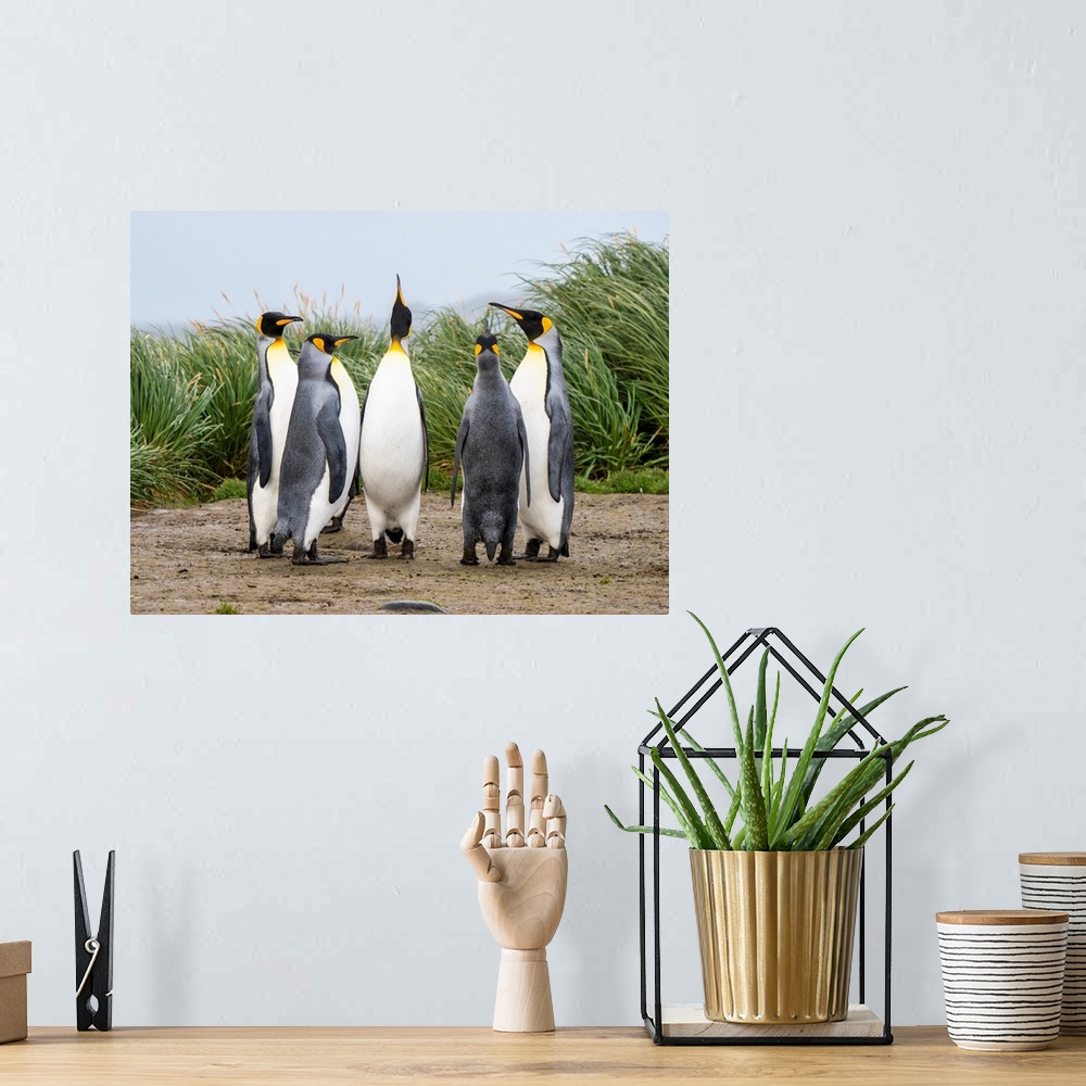 A bohemian room featuring Adult king penguins (Aptenodytes patagonicus), in courtship display at Salisbury Plain, South Geo...