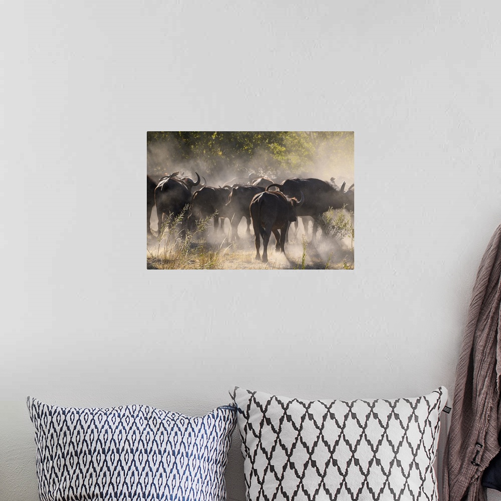 A bohemian room featuring African buffalo (Cape Buffalo) (Syncerus caffer), Bushman Plains, Okavango Delta, Botswana, Africa