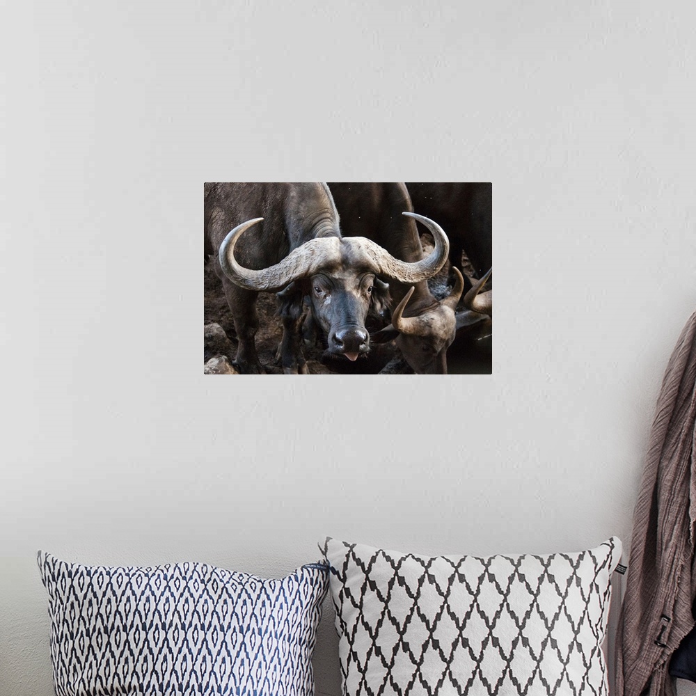 A bohemian room featuring African Buffalo (Syncerus caffer) drinking, Taita Hills Wildlife Sanctuary, Kenya, East Africa, A...