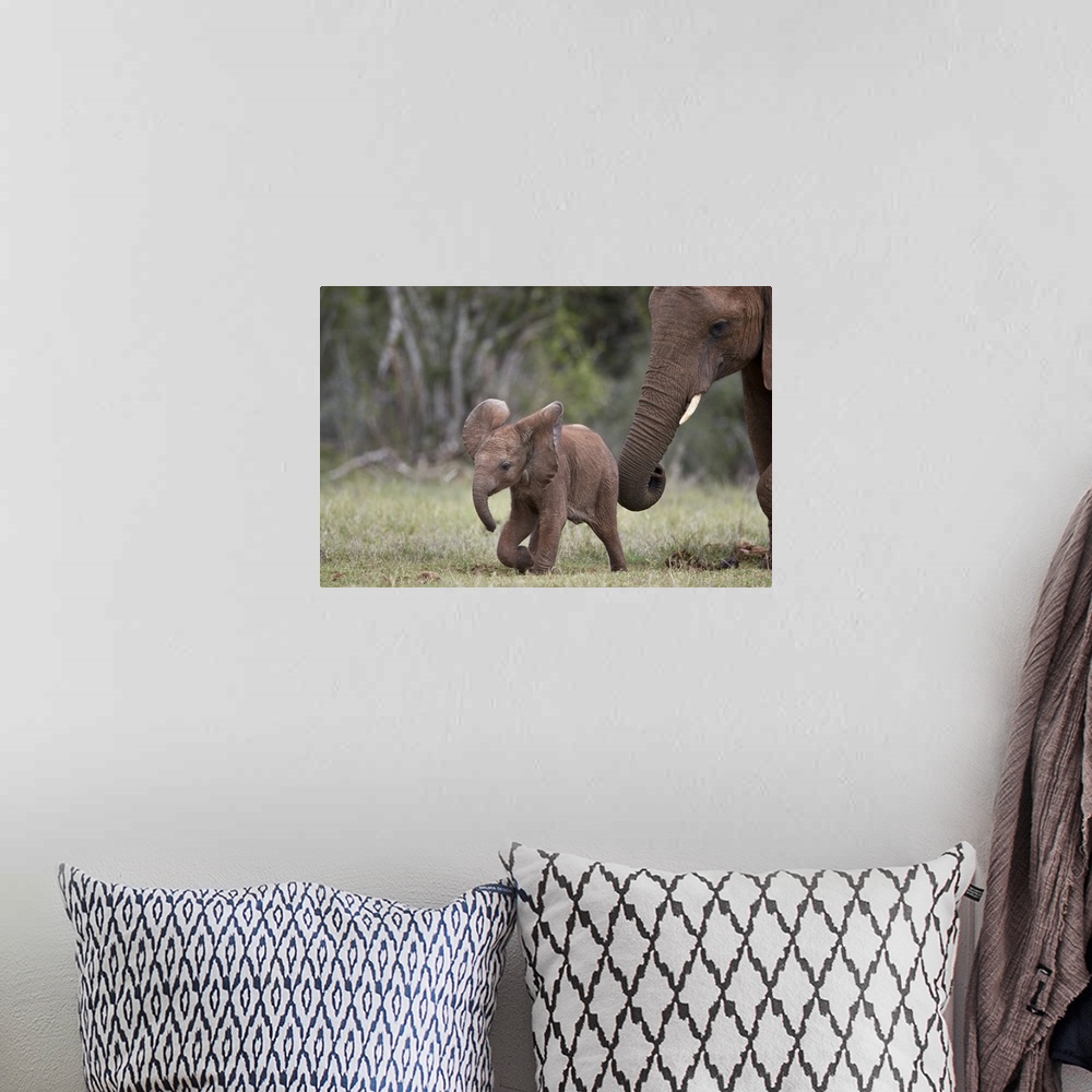 A bohemian room featuring African Elephant (Loxodonta africana) baby and mother, Addo Elephant National Park, South Africa,...