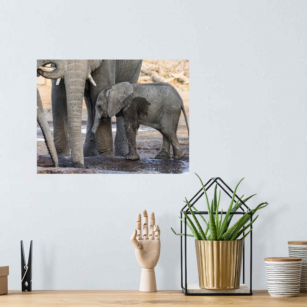 A bohemian room featuring African elephant (Loxodonta africana), calf drinking at a watering hole in the Okavango Delta, Bo...
