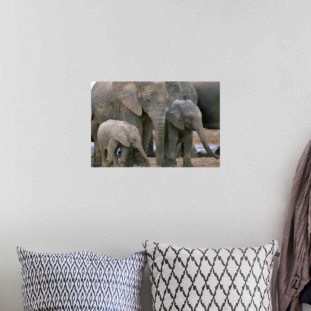 A bohemian room featuring African elephant, Greater Addo National Park, South Africa, Africa