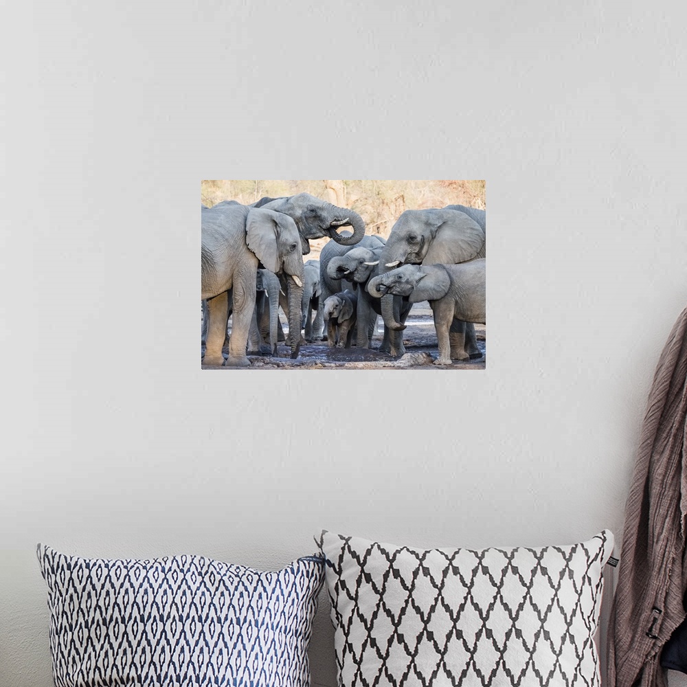 A bohemian room featuring African elephant (Loxodonta africana), herd drinking at a watering hole in the Okavango Delta, Bo...