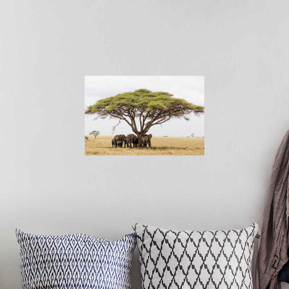 A bohemian room featuring African elephant (Loxodonta africana) sheltering from the heat under a tree canopy, Serengeti Nat...