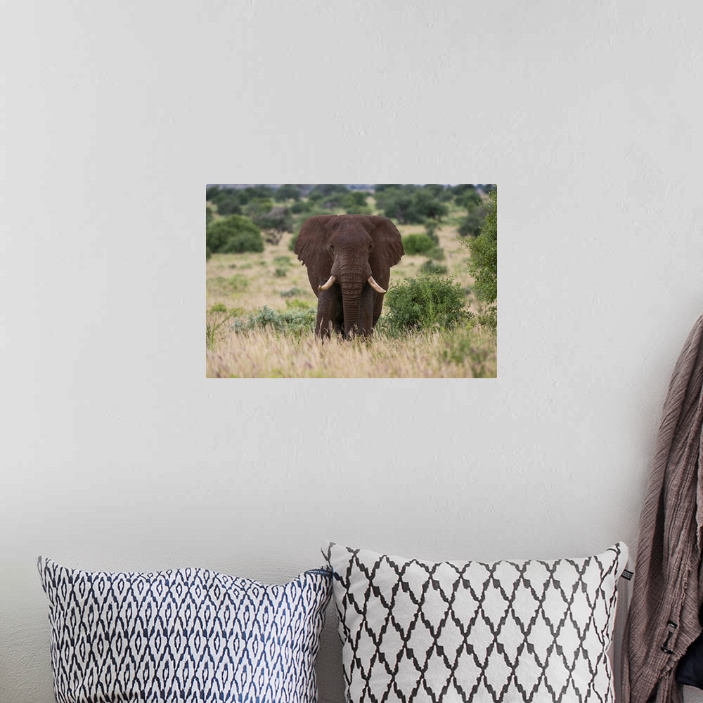 A bohemian room featuring African elephant (Loxodonta africana), Tsavo, Kenya, East Africa, Africa