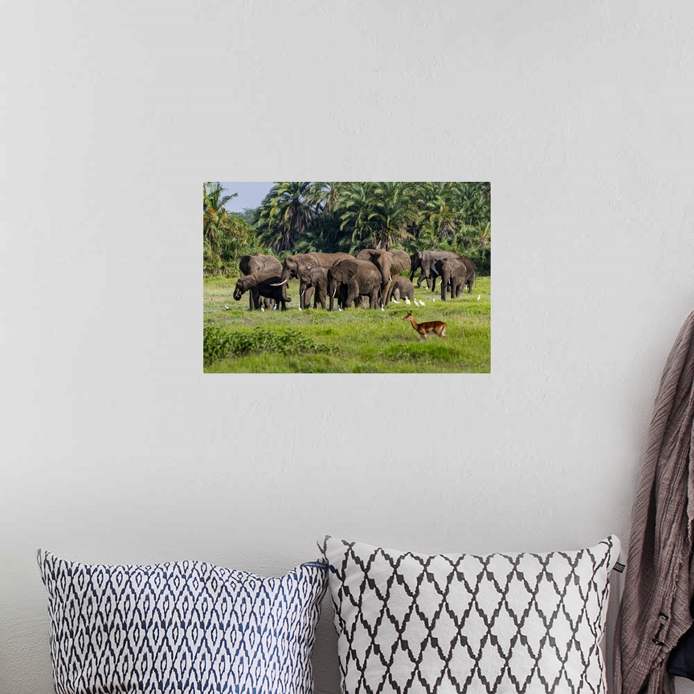 A bohemian room featuring African elephants (Loxodonta), Amboseli National Park, Kenya, East Africa, Africa