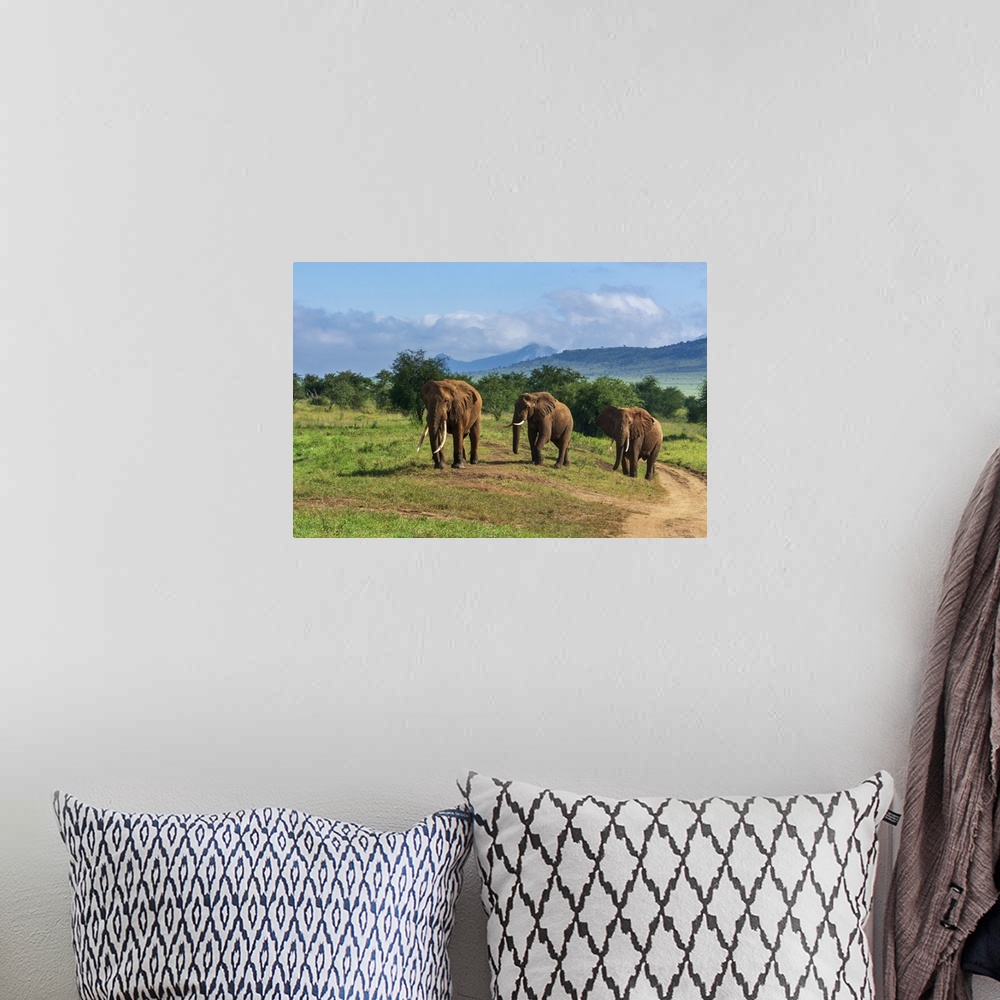 A bohemian room featuring African elephants (Loxodonta africana), Lualenyi, Tsavo Conservation Area, Kenya, East Africa, Af...