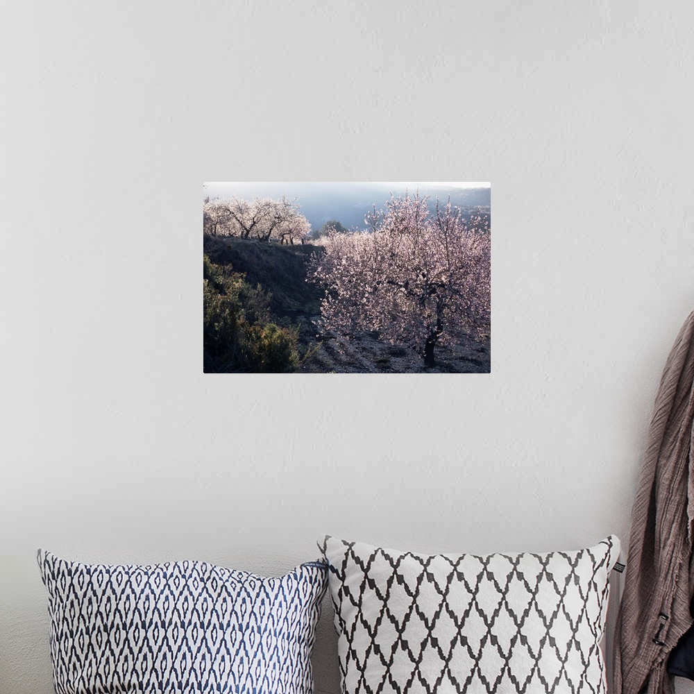 A bohemian room featuring Almond blossom in spring, Costa Blanca, Valencia region, Spain, Europe