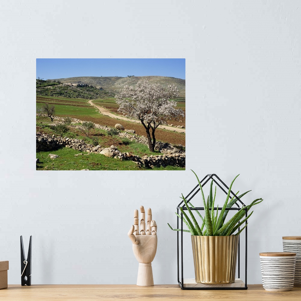 A bohemian room featuring Almond tree on small plot of land, near Mount Hebron, Israel, Middle East