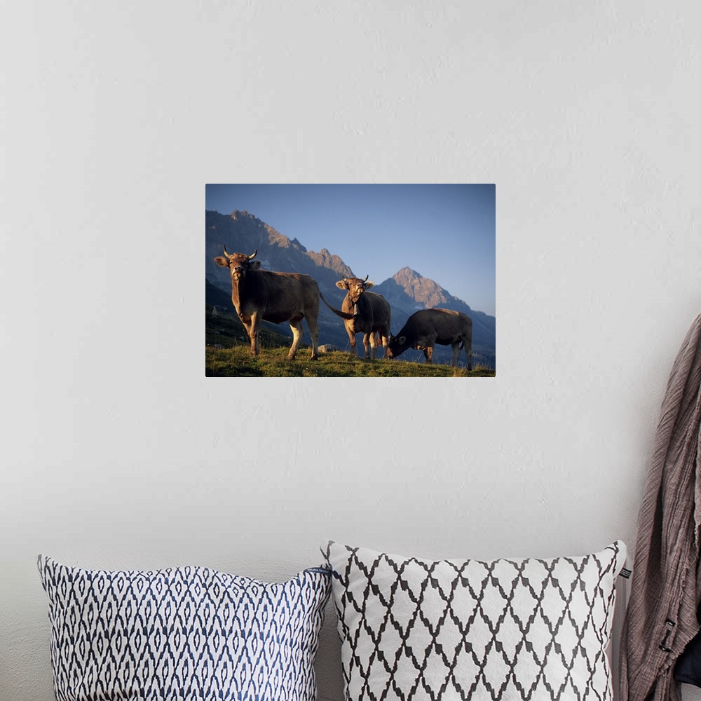 A bohemian room featuring Alpine cows, St. Gotthard Pass, Switzerland, Europe