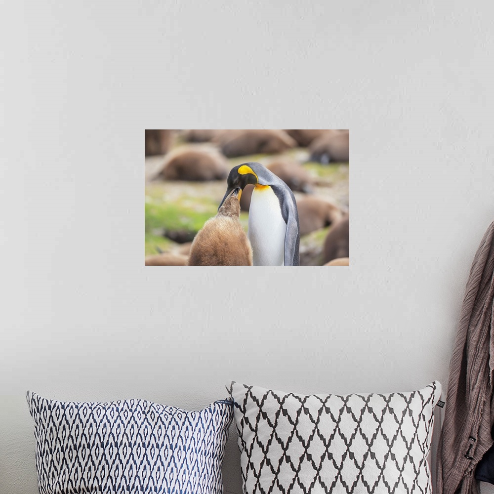 A bohemian room featuring An adult King penguin (Aptenodytes patagonicus) feeding its chick, East Falkland, Falkland Island...