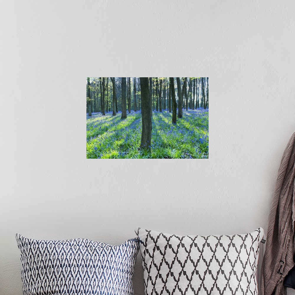 A bohemian room featuring Ancient bluebell woodland in spring, Dockey Wood, Ashridge Estate, Berkhamsted, Hertfordshire, En...