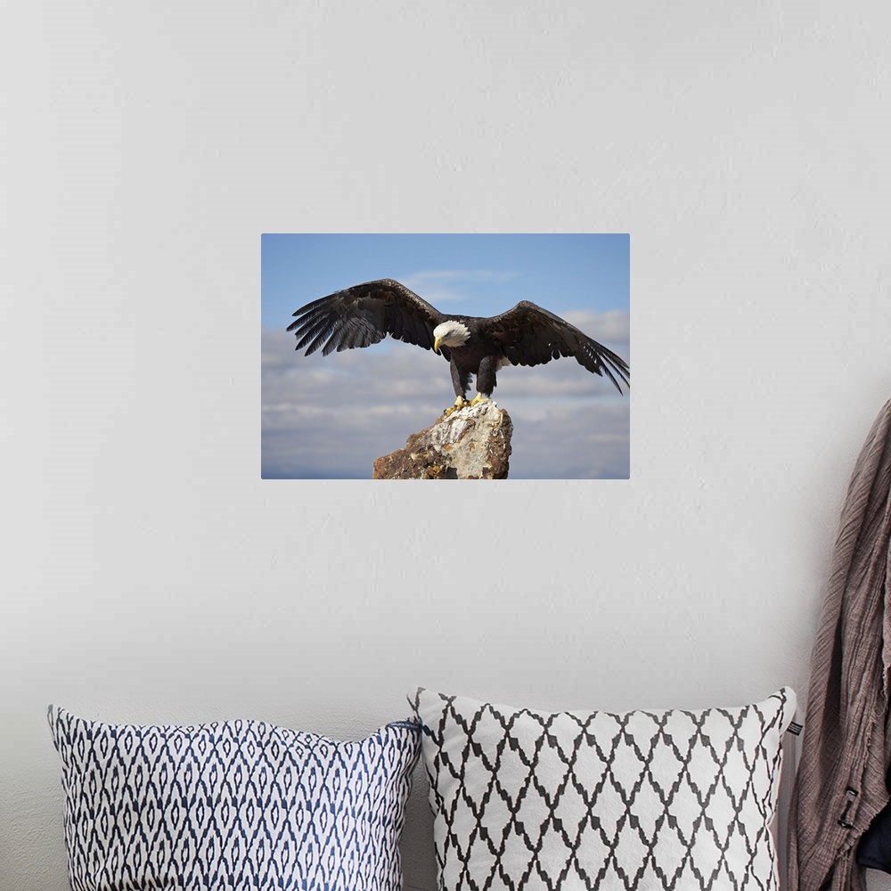 A bohemian room featuring Bald eagle perched with spread wings, Boulder County, Colorado