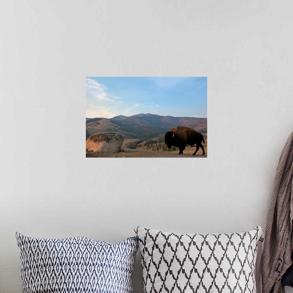 A bohemian room featuring Bison and Mount Washburn in early morning light, Yellowstone National Park, Wyoming