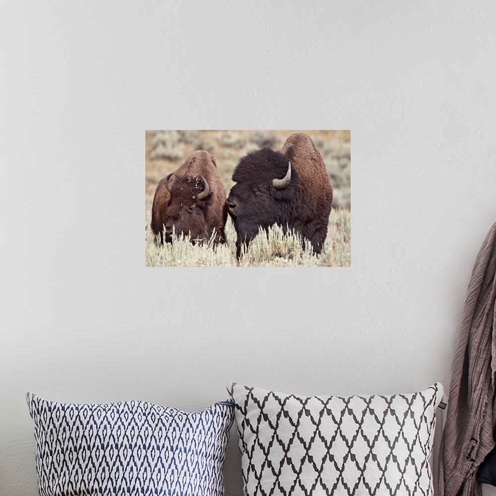 A bohemian room featuring Bison bull and cow, Yellowstone National Park, Wyoming