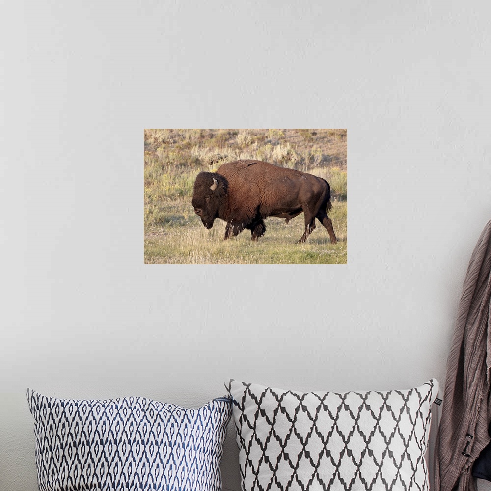 A bohemian room featuring Bison bull, Yellowstone National Park, Wyoming