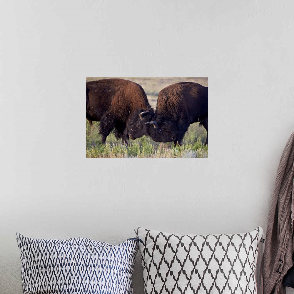 A bohemian room featuring Bison bulls sparring, Custer State Park, South Dakota, USA